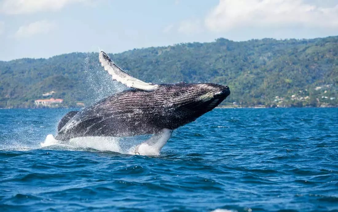 whale samana
